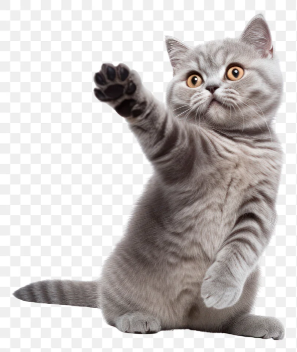 Pet Adoption App cat artwork